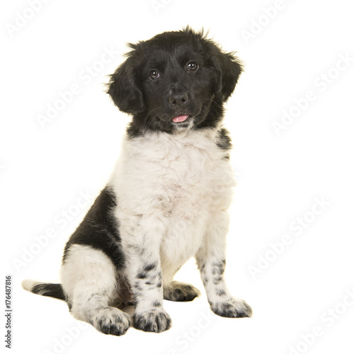 Cute stabyhoun puppy dog sitting looking at the camera isolated on a white background