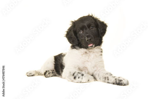 Fototapeta Naklejka Na Ścianę i Meble -  Cute stabyhoun puppy dog lying on the floor with its tongue sticking out isolated on a white background