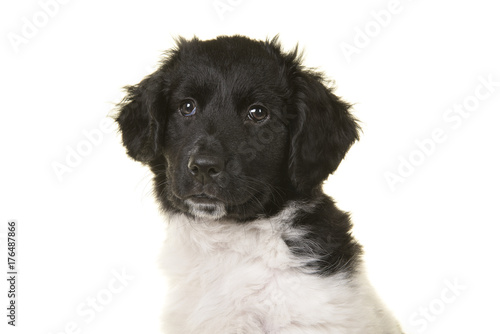 Fototapeta Naklejka Na Ścianę i Meble -  Portrait of a cute black and white stabyhoun on a white background