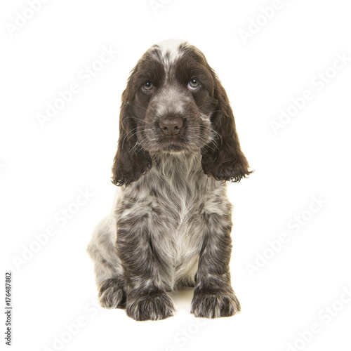 Cute chocolate and white english cocker spaniel puppy dog sitting on a white background