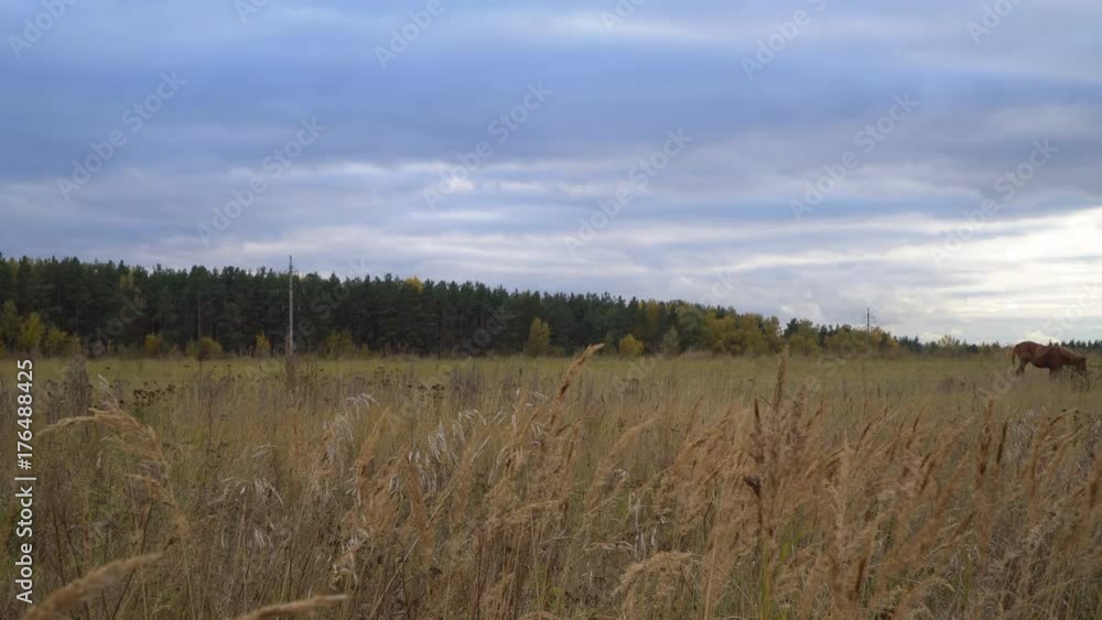 the horses on the autumn meadow the horses on the autumn meadow