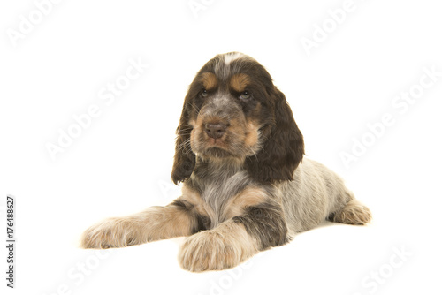 Cute multi colored roan brown english cocker spaniel puppy dog lying isolated on a white background © Elles Rijsdijk
