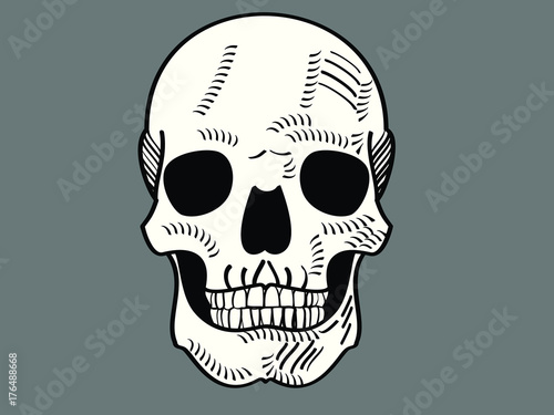 Tête de mort vue de face