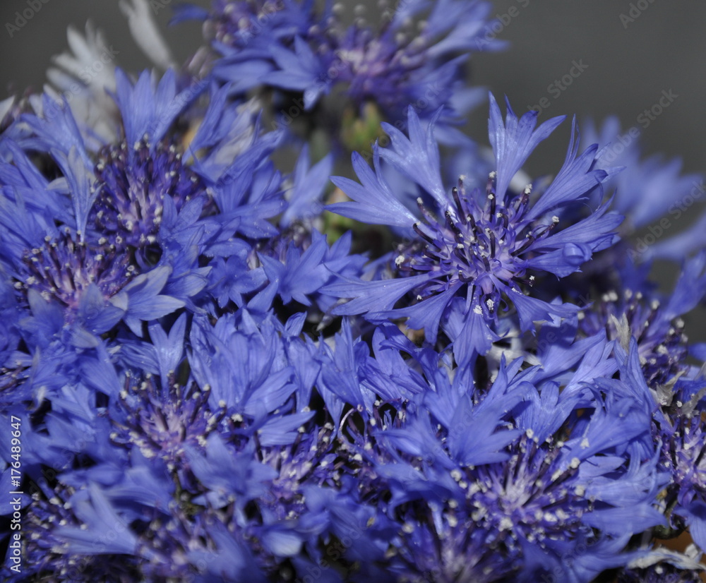 Cornflowers, Bouquet, blue Cornflowers, Bouquet, blue