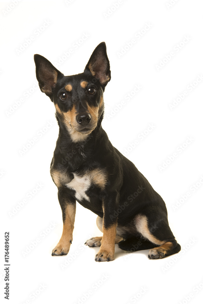 Pretty black and tan jack russel dog facing the camera sitting isolated on a white background Pretty black and tan jack russel dog facing the camera sitting isolated on a white background