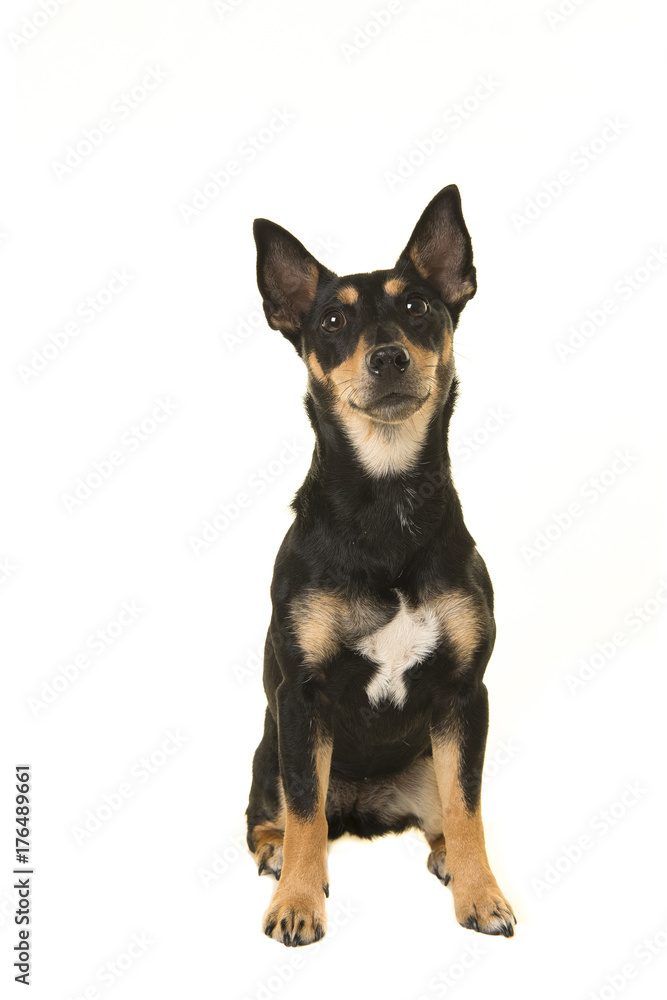 Pretty black and tan jack russel dog sitting and looking up isolated on a white background