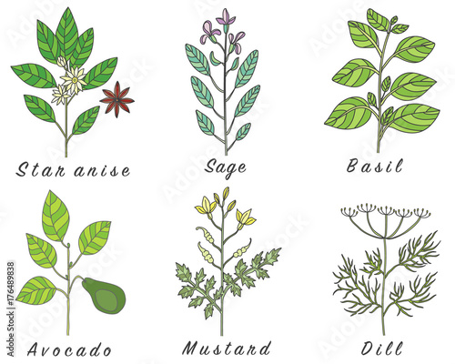 Set of spices, herbs and officinale plants icons.