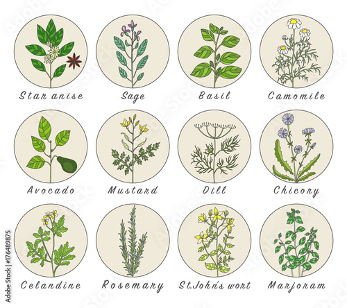 Set of spices  herbs and officinale plants icons. Healing plants.