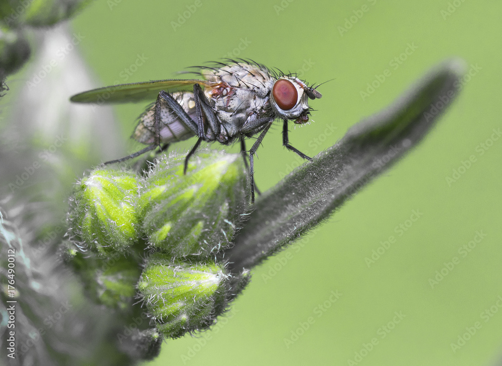 Naklejka premium Small wild fly on the grass.Coenosia sp.Tiger Fly