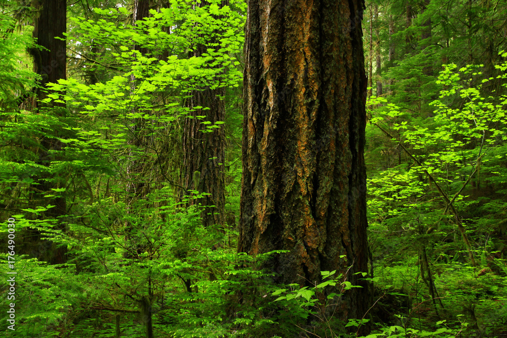 a picture of an Pacific Northwest forest with a old growth Douglas fir tree a picture of an Pacific Northwest forest with a old growth Douglas fir tree
