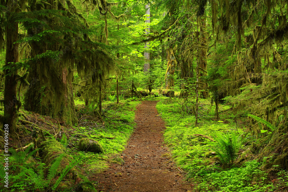 Fototapeta premium a picture of an Pacific Northwest forest trail
