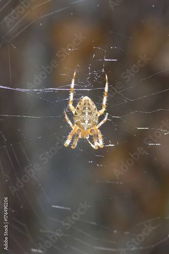 Cross Spider (Araneus diadematus) In a wet spiderweb
