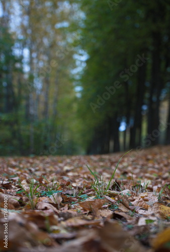 Forest autumn