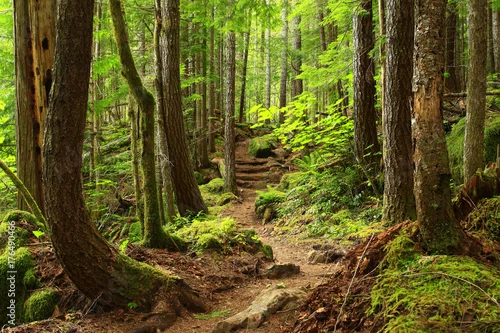 Panel kuchenny z motywem a picture of an Pacific Northwest forest trail