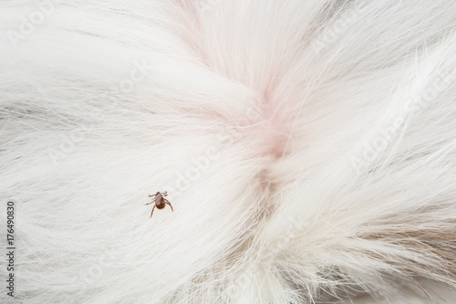 Flea tick on dog hair