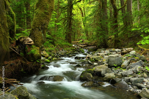 a picture of an Pacific Northwest forest and fresh water creek
