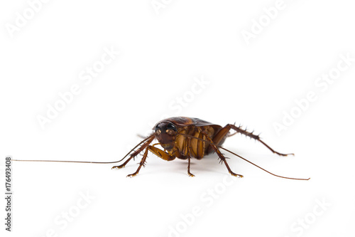 Cockroach