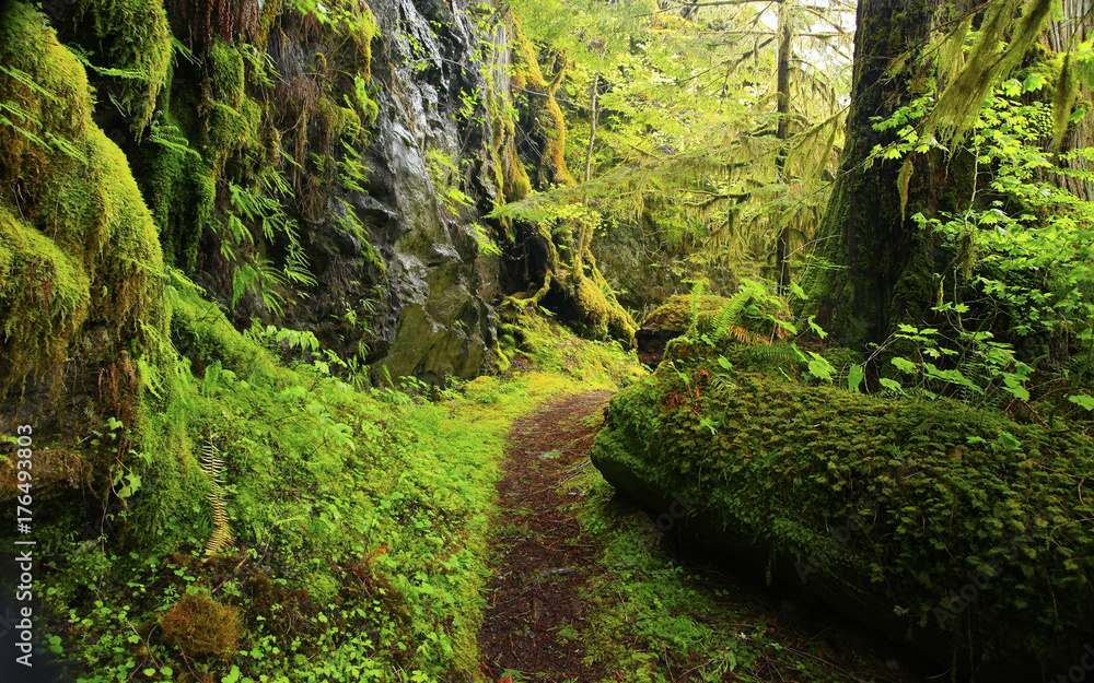 Naklejka premium a picture of an Pacific Northwest forest trail