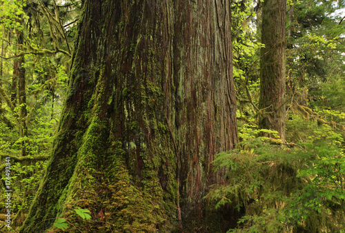 a picture of an Pacific Northwest forest and old growth Western red cedar © Craig R. Chanowski
