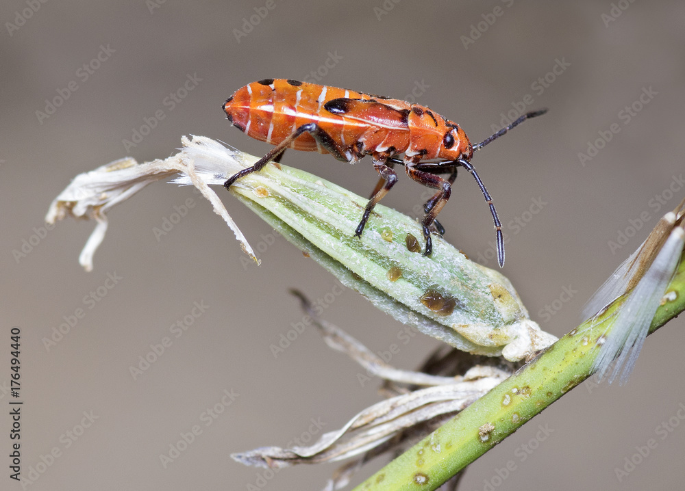 Nympha of the firebug (Pyrrhocoris apterus) Nympha of the firebug (Pyrrhocoris apterus)