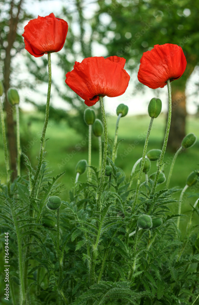 Fototapeta premium Red poppy flowers