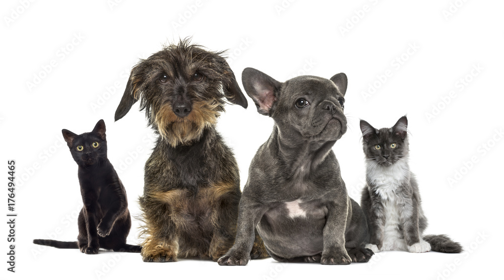 Group of kittens and puppies sitting, isolated on white Group of kittens and puppies sitting, isolated on white