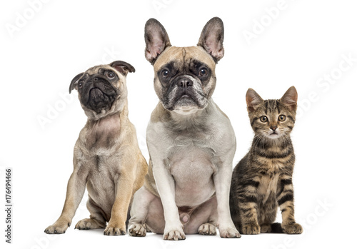 Group of dogs and cat sitting  isolated on white