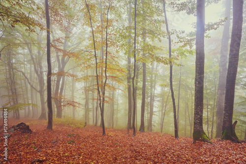 Autumn landscape in foggy wood