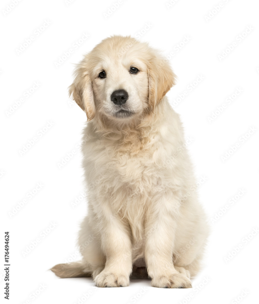 Golden retriever puppy sitting, isolated on white Golden retriever puppy sitting, isolated on white
