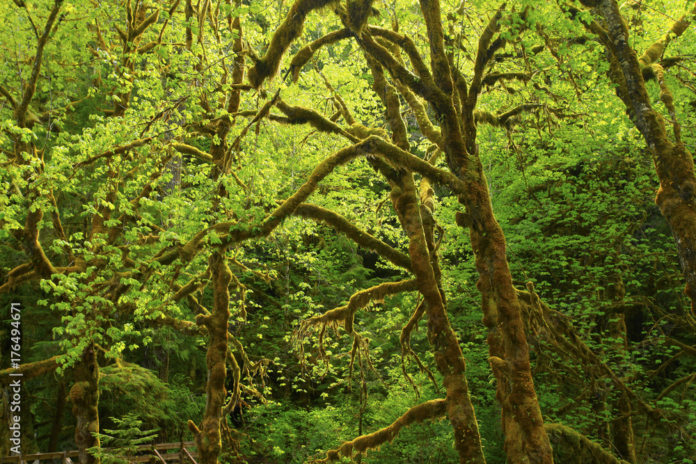 a picture of an Pacific Northwest rainforest a picture of an Pacific Northwest rainforest