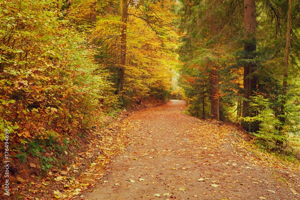 Fototapeta premium Pathway through the autumn forest