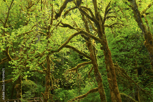 a picture of an Pacific Northwest rainforest