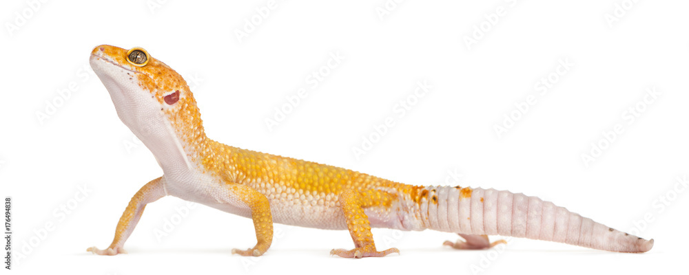Fototapeta premium Leopard gecko standing, isolated on white