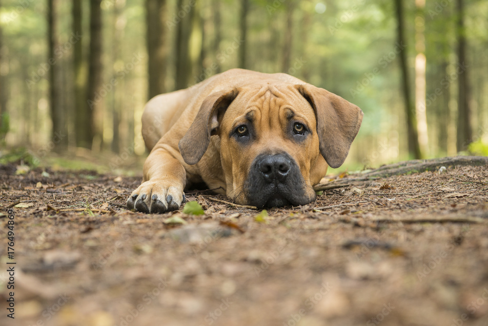Young south african mastiff dog lying down in a forest lane with trees on the background with its head on the ground