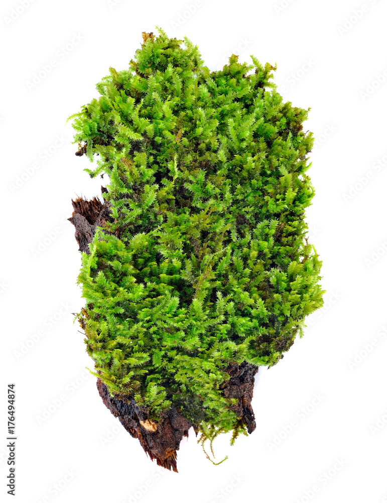 Obraz premium Green moss isolated on white bakground