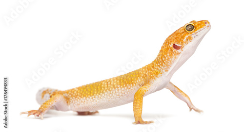 Leopard gecko standing, isolated on white