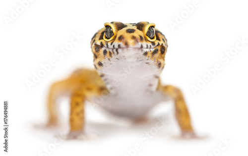 Close-up of a leopard gecko, isolated on white