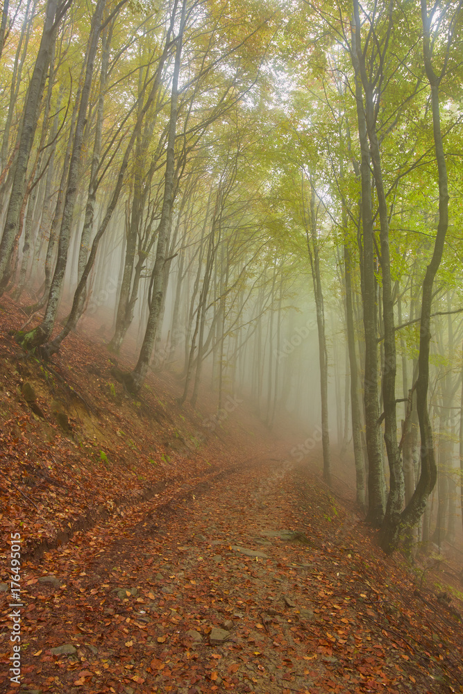 Autumn landscape in foggy wood