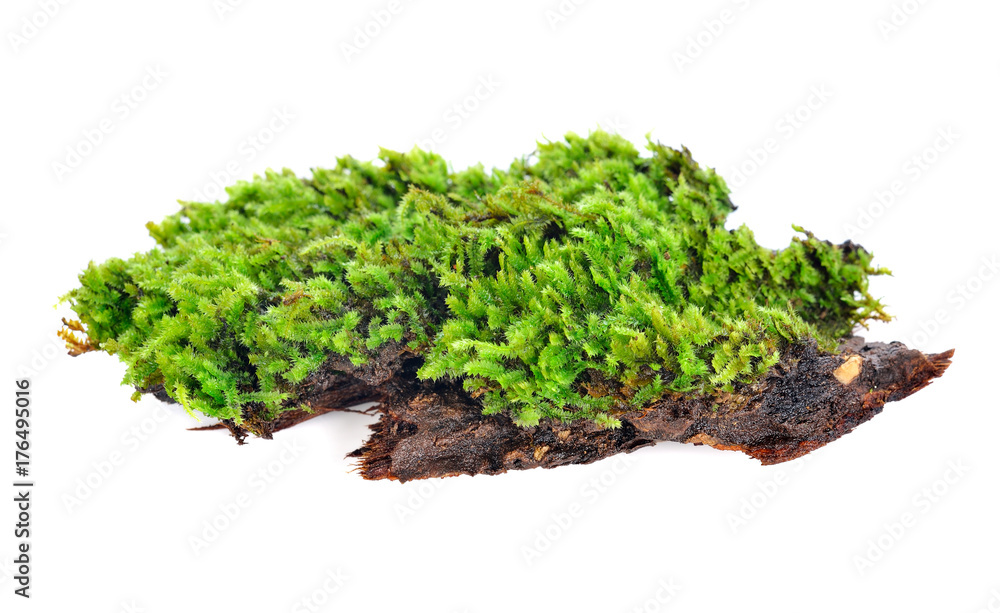 Green moss isolated on white bakground Green moss isolated on white bakground