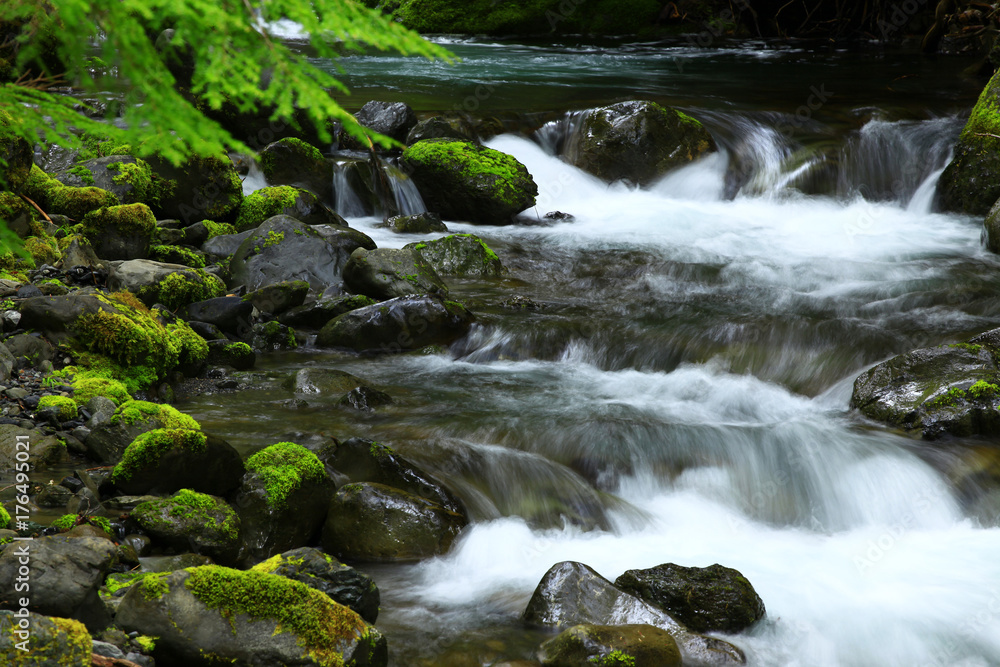 a picture of an Pacific Northwest fresh water stream a picture of an Pacific Northwest fresh water stream