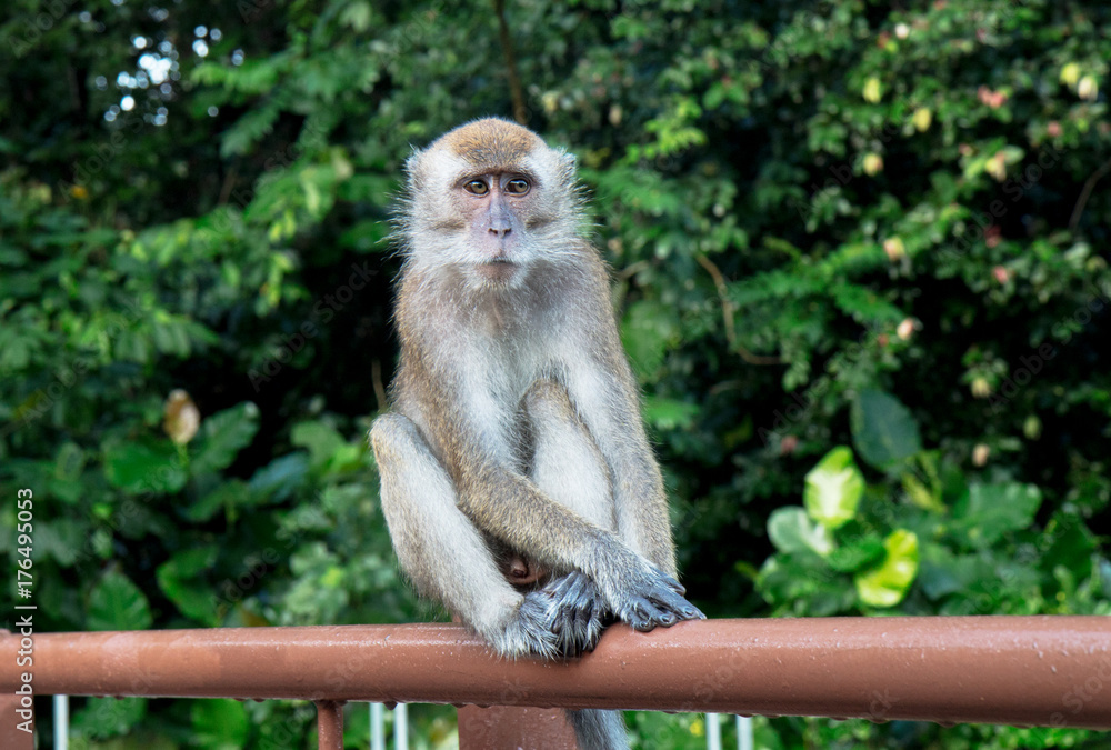 Macaque Monkey