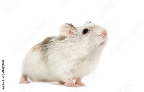 Hamster smelling, isolated on white