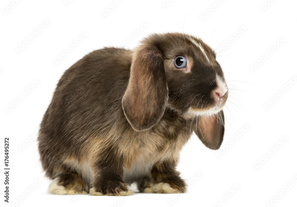 Mini lop rabbit standing, isolated on white Mini lop rabbit standing, isolated on white