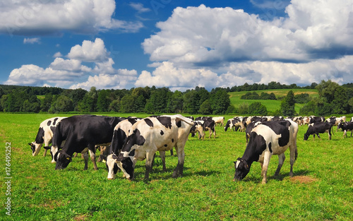 Fototapeta Cows grazing on a green summer meadow