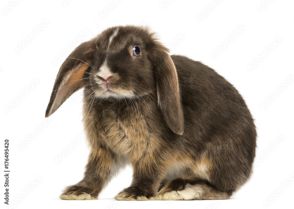 Mini lop rabbit standing, isolated on white Mini lop rabbit standing, isolated on white