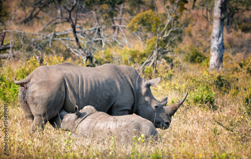 White rhino mother with calf feeding in the wild. South Africa