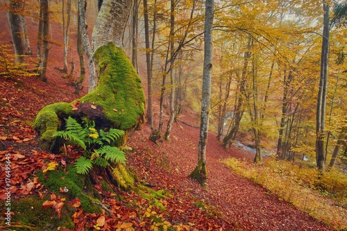 High in the mountains of the Carpathians and the Hutsul located tract with ancient forest, where the ancient giants meet in the wild forest autumn. photo