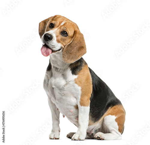 Beagle sitting and panting, isolated on white photo