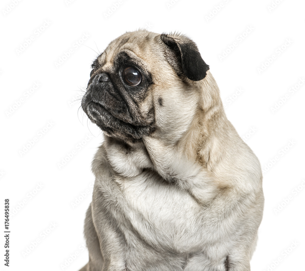 Close-up of a pug looking away, isolated on white
