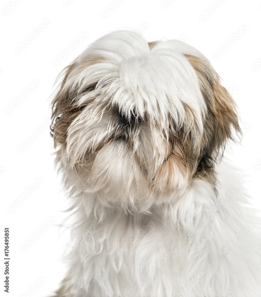 Close-up of a shih tzu, isolated on white Close-up of a shih tzu, isolated on white